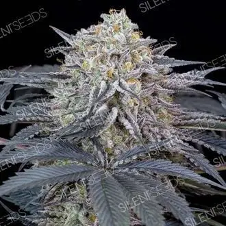 Watermelon Runtz cannabis seeds by Silent Seeds