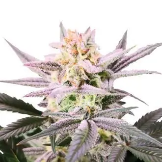 Watermelon Weddingcake cannabis seeds by Growers Choice