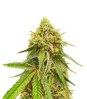 Watermelon Z Fast Version cannabis seeds