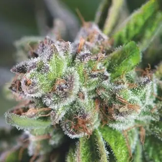 Watermelon Zkittlez cannabis seeds