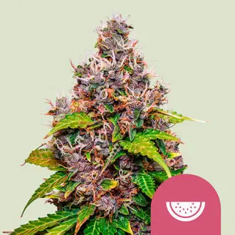 Watermelon cannabis seeds by Royal Queen Seeds