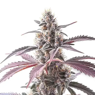 Wedding Cake x Animal Mints cannabis seeds