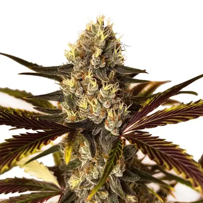 Wedding Cake x Do-Si-Dos cannabis seeds by Blimburn Seeds