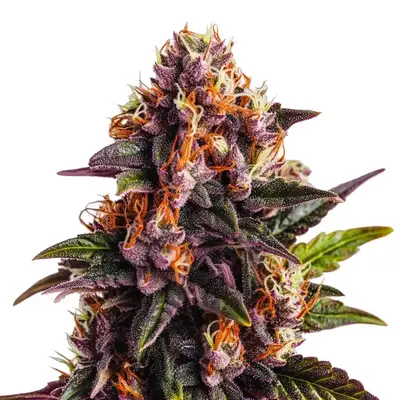 Wedding Cake x Forbidden Fruit cannabis seeds by Blimburn Seeds