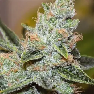 Wedding Cake x Triple OG cannabis seeds by Vision Seeds