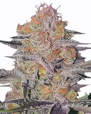 Wedding Cake cannabis seeds