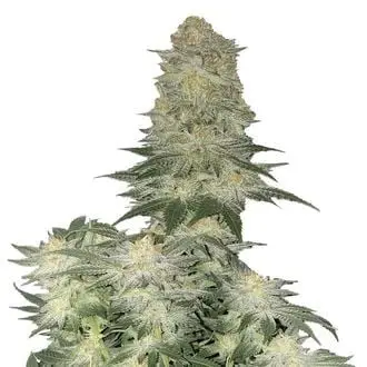 Wedding Cheesecake FF cannabis seeds by Fastbuds