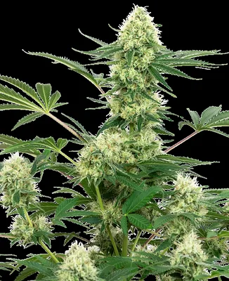 Wedding Cheesecake cannabis seeds