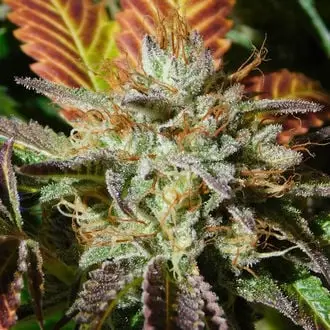 Wedding Cookies cannabis seeds by Original Sensible Seeds