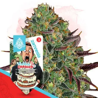 Wedding Crasher cannabis seeds by Royal Queen Seeds