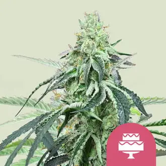 Wedding Gelato cannabis seeds