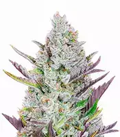 Wedding Glue cannabis seeds