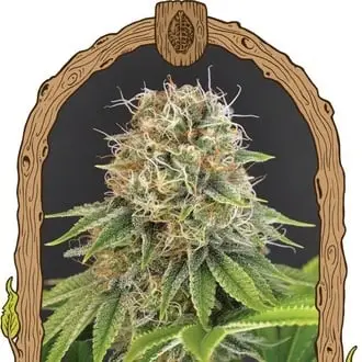 Wedding Monkey cannabis seeds by Exotic Seed