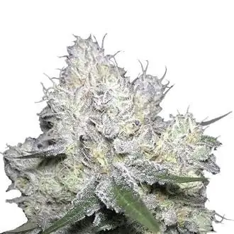 Weddingcake x Frosty Gelato cannabis seeds