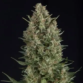 Wembley cannabis seeds by Pyramid Seeds
