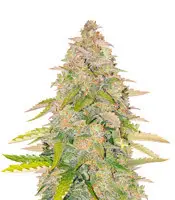 West Coast O.G. cannabis seeds