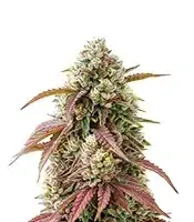 West Coast OG x Gelato 41 cannabis seeds