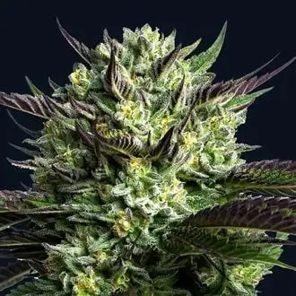 Wham Boom cannabis seeds by Anesia Seeds