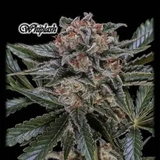 Whiplash cannabis seeds