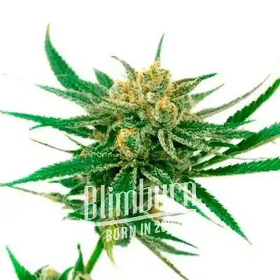 White Amnesia cannabis seeds by Blimburn Seeds