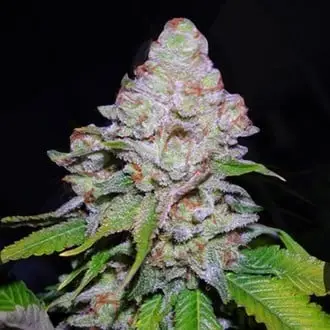 White Berry cannabis seeds by VIP Seeds