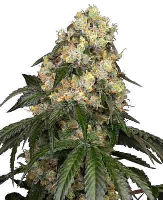 White Biscotti OG XXL cannabis seeds