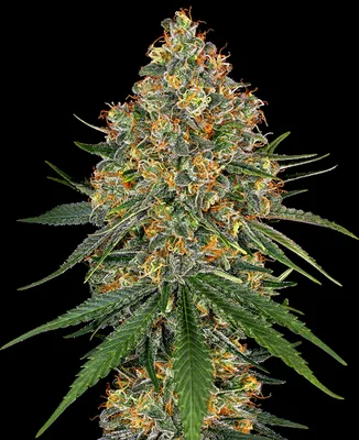 White Cheese cannabis seeds