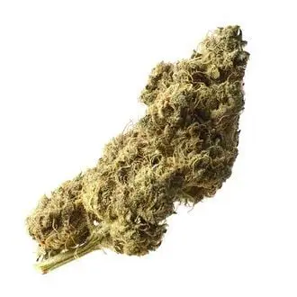 White Choco Haze cannabis seeds by Amsterdam Genetics