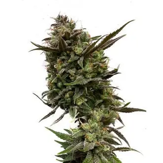 White Choco cannabis seeds by Amsterdam Genetics