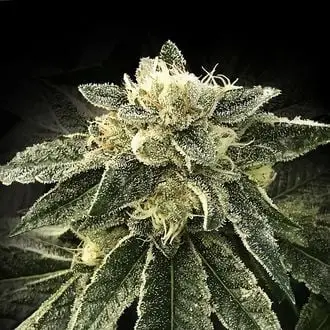 White Chocolope cannabis seeds by DNA Genetics