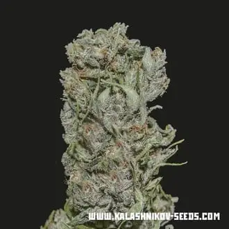 White Critical Express cannabis seeds
