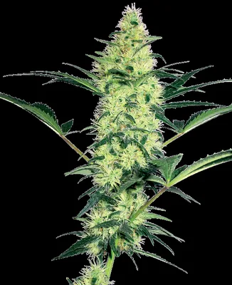 White Diesel cannabis seeds
