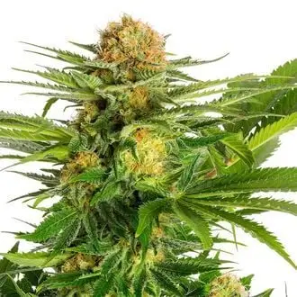 White Domina cannabis seeds