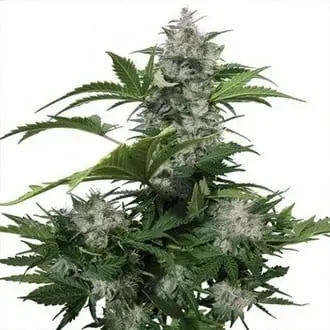 White Dwarf cannabis seeds by Buddha Seeds