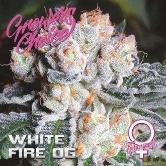 White Fire OG cannabis seeds