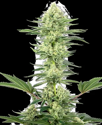 White Gorilla Haze cannabis seeds