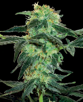 White Ice cannabis seeds