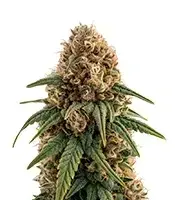 White Lemon cannabis seeds