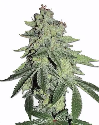 White LSD cannabis seeds