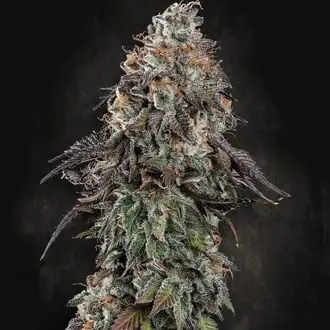 White Noise cannabis seeds by Paradise Seeds