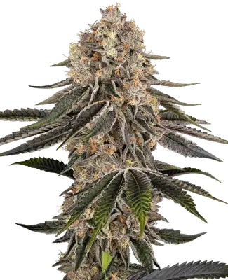 White Orangutan cannabis seeds
