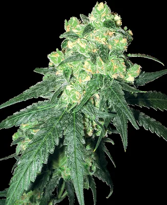 White Rhino cannabis seeds