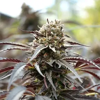 White Runtz Fast Flowering cannabis seeds by Humboldt Seed Organization