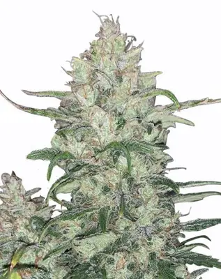 White Runtz cannabis seeds