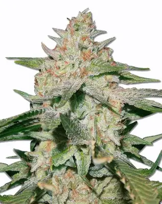 White Ruski cannabis seeds