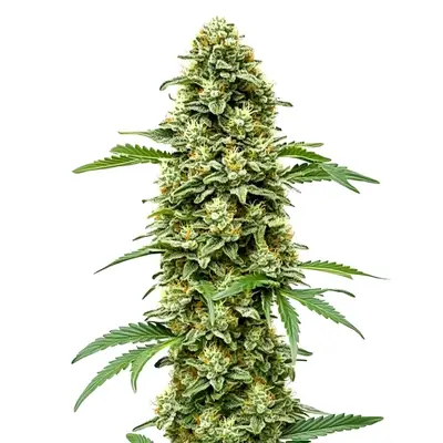 White Russian Fast Version cannabis seeds