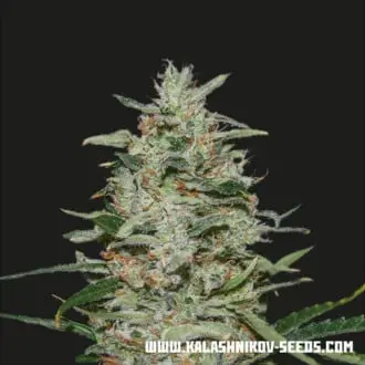 White Russian OG cannabis seeds by Kalashnikov Seeds