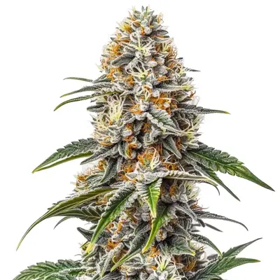White Russian cannabis seeds by Blimburn Seeds