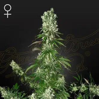 White Strawberry Skunk cannabis seeds by Strain Hunters