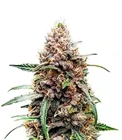 White Tahoe Cookies cannabis seeds